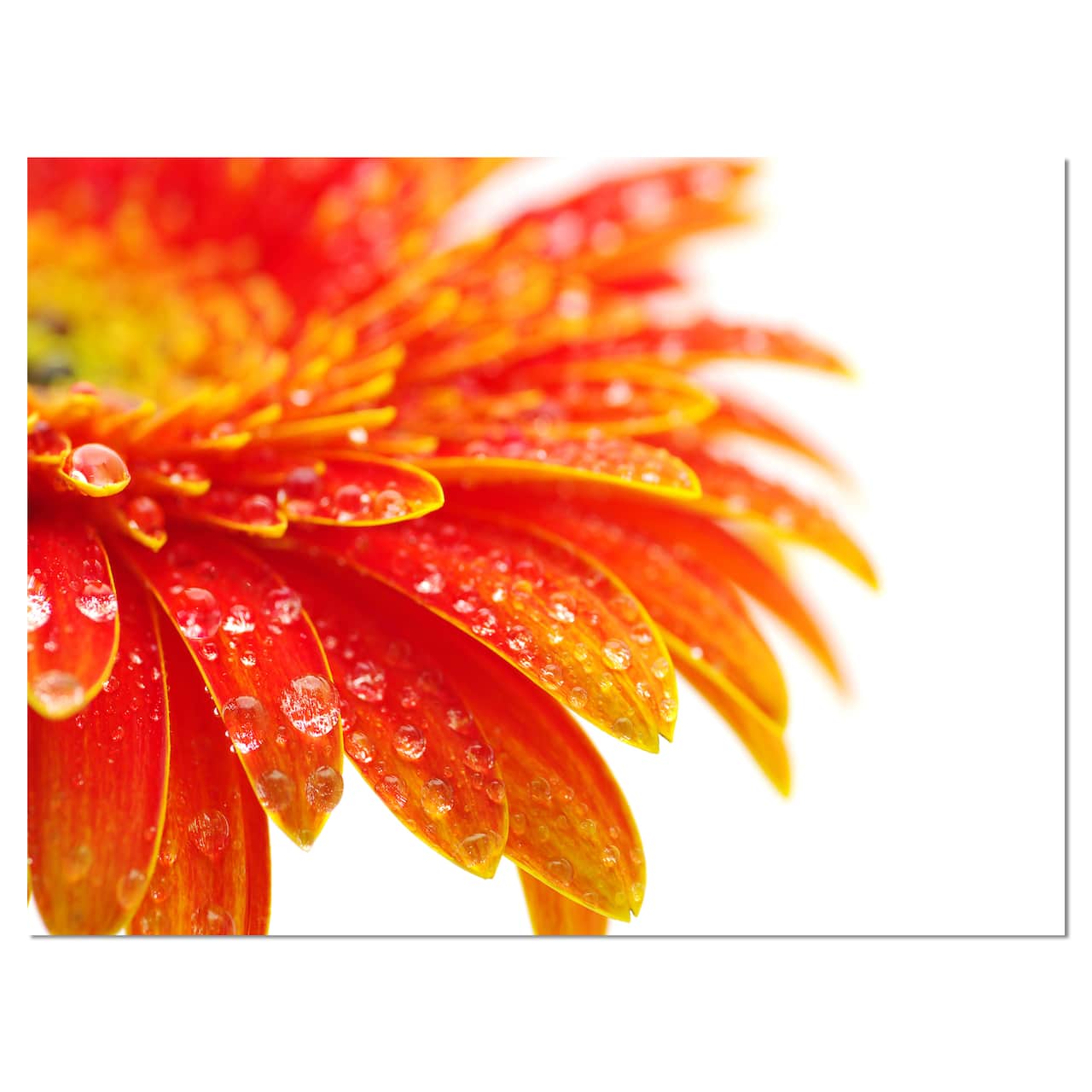 Designart - Orange Gerbera with Raindrops - Floral Canvas Art Print